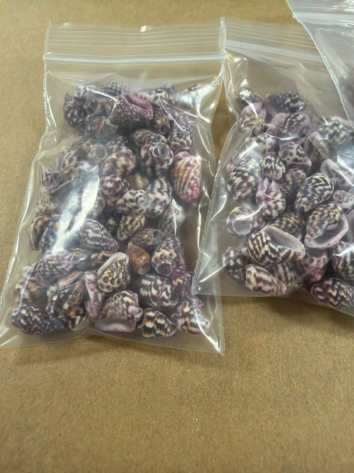 Mini Heavy Pattern Purple Color Cone Shells .25-.5"
