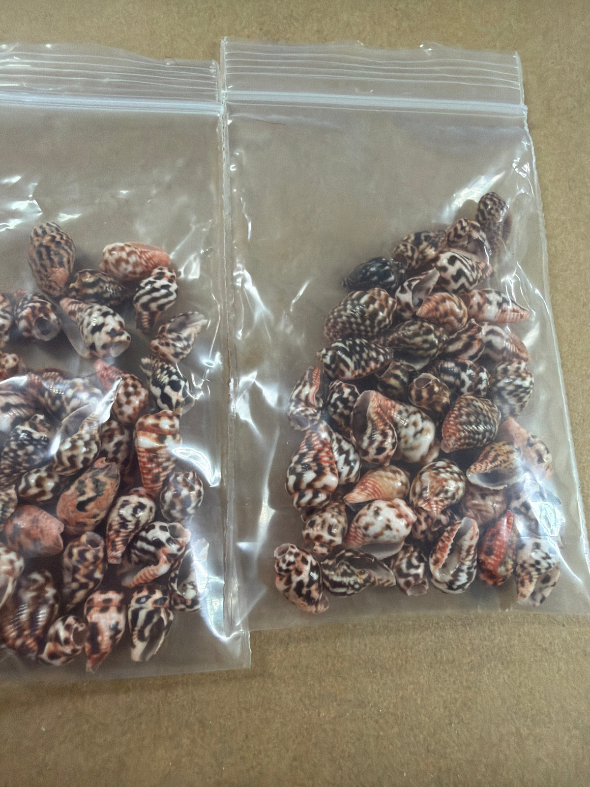Mini Natural Color Cone Shells .25-.5"