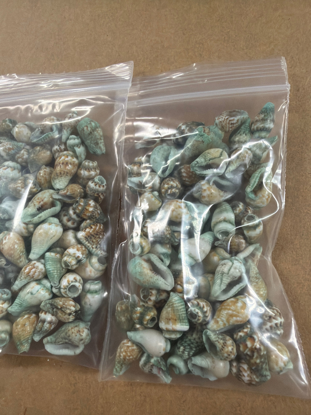 Mini Green Heavy Pattern Color Cone Shells .25-.5"