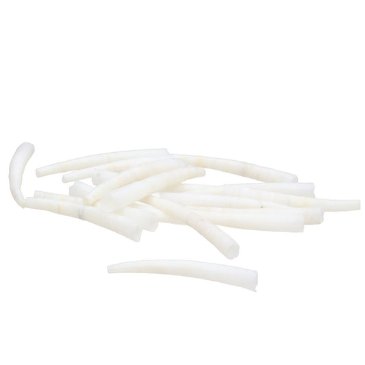 Smooth Dentalium 1-1.5"