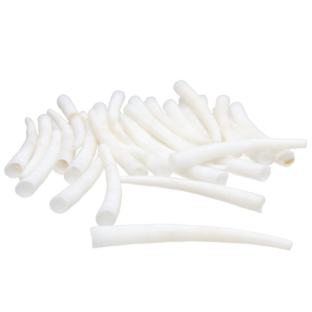 Smooth Dentalium 1.5-2"